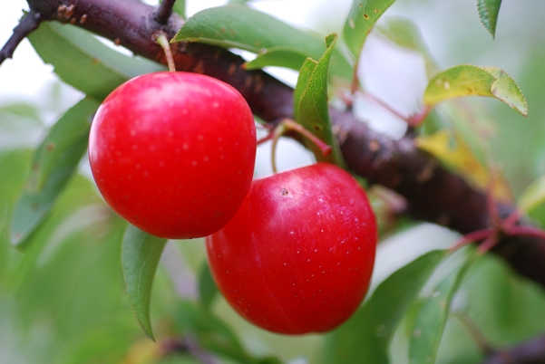 {Prunus angustifolia}